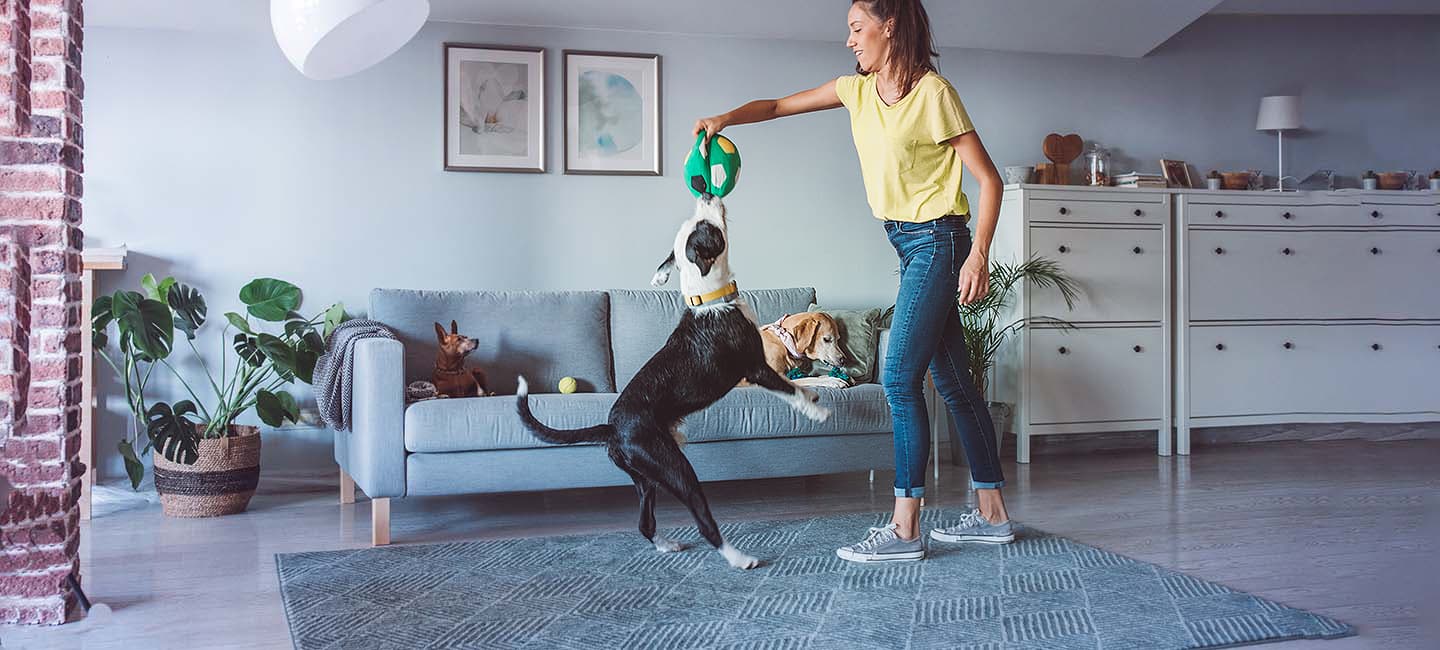 Wenn der Vierbeiner mit dem Hundesitter unterwegs ist. Ein Hund spielt mit seiner Hundesitterin im Wohnzimmer.