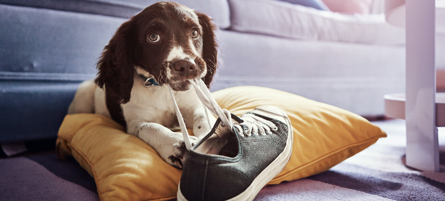 Wenn der Hund das gute Porzellan entdeckt. Ein Hund liegt auf einem Hundekissen und kaut auf den Schürsenkeln eines Schuhs.