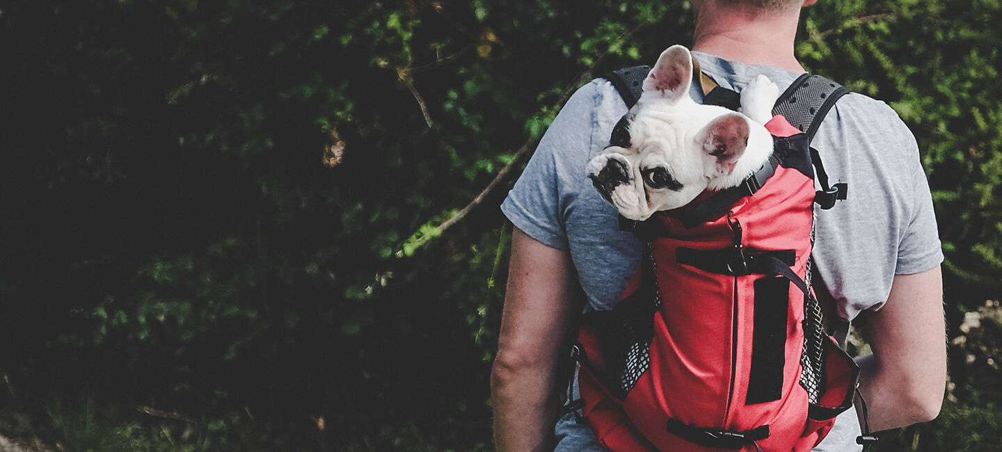 Wenn der Hund in ungewohnter Umgebung nervös wird. Ein Mann trägt einen Hund im Rucksack.