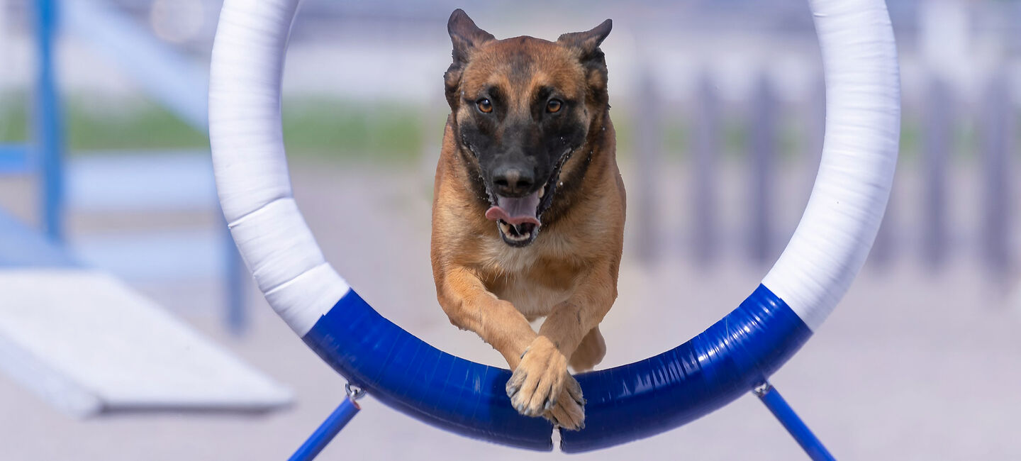 Wenn Spielen außer Kontrolle gerät: Ein Hund springt durch einen Reifen.