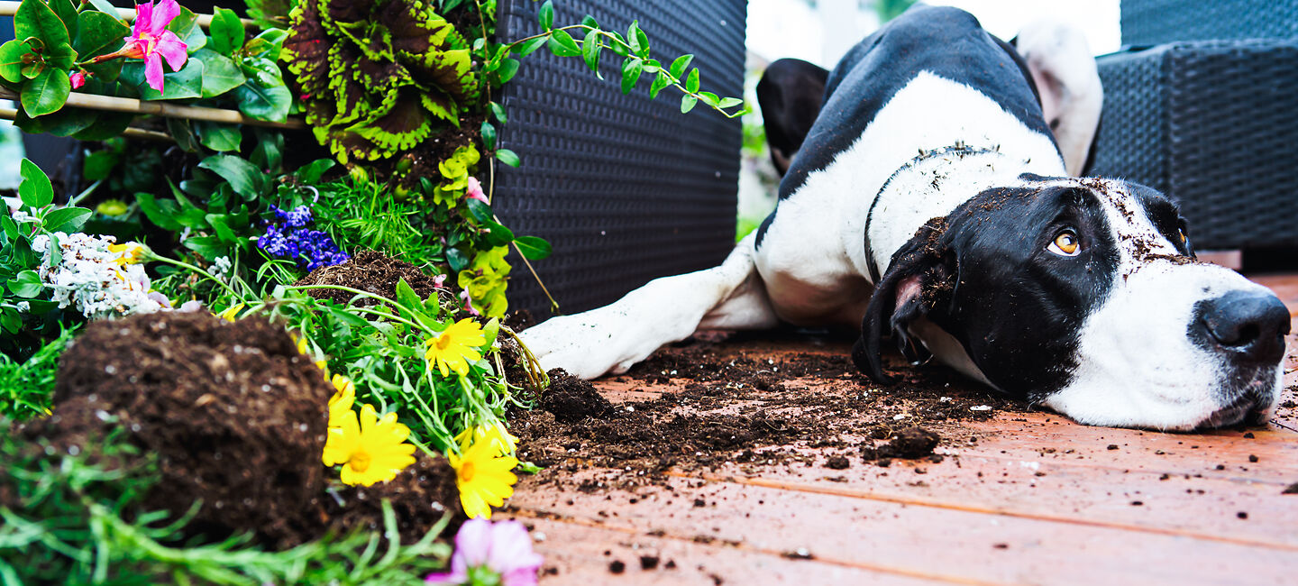 Wenn der Hund Abenteuerlust zeigt: Ein Hund liegt neben einem umgeworfenen Blumentopf auf dem Boden.